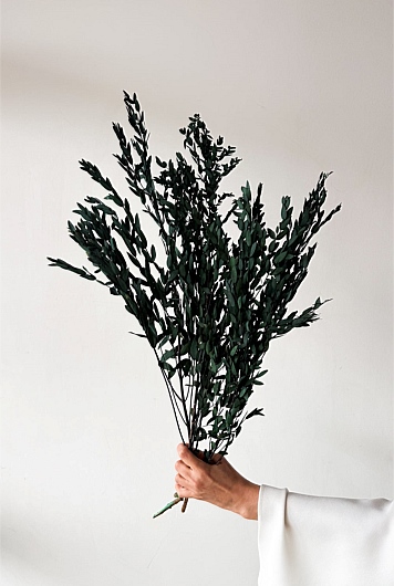Preserved Small-leaf Gum