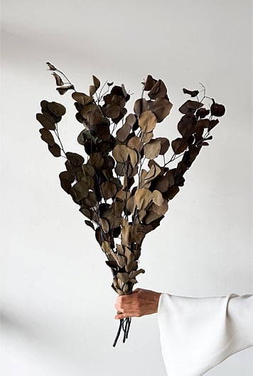 Preserved Polygum Foliage
