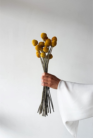 Dried Billy Buttons