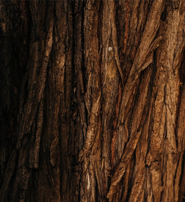 Cellulose