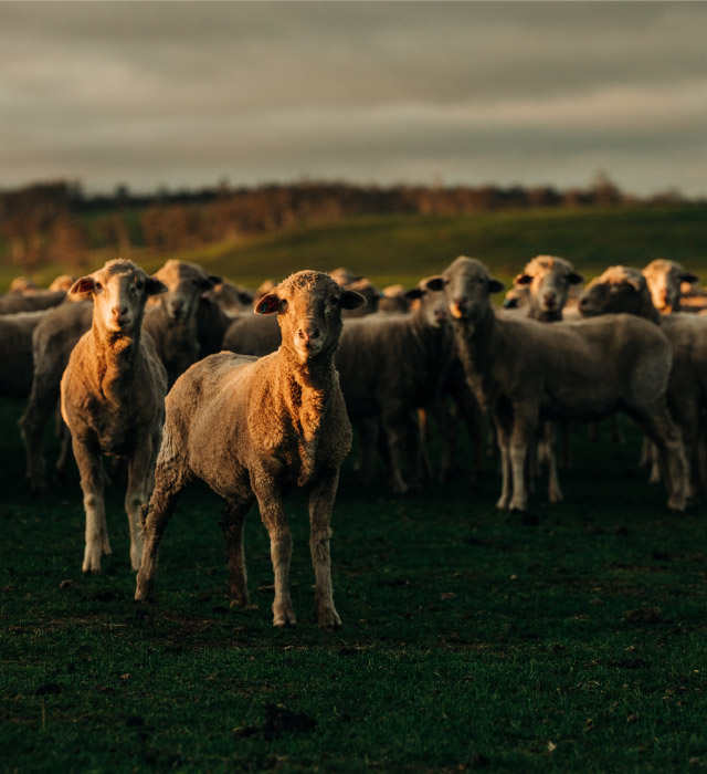 Wool