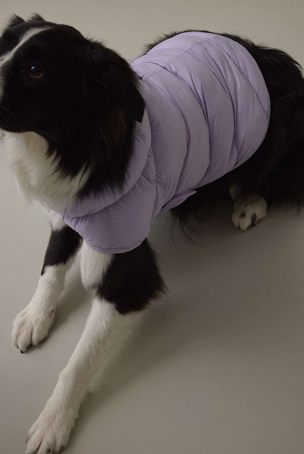 Nylon Balto Pet Puffer