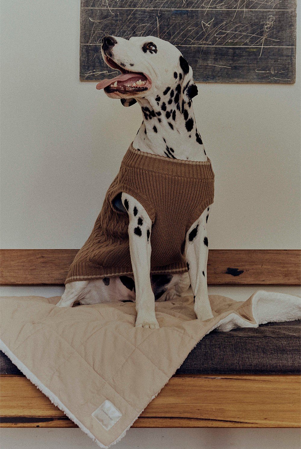 Lemmy Pet Blanket